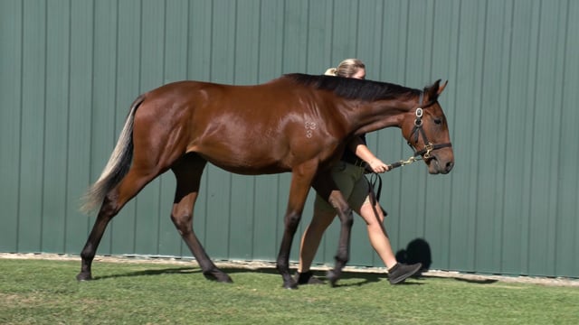 Lot 36