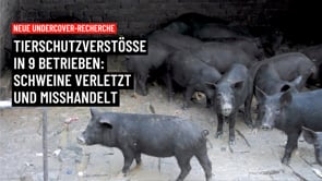 Undercover-Recherche: Tierschutzverstöße in Schlachthöfen und Betrieben in Indien aufgedeckt