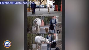 Jenny The Horse Is A Legend
