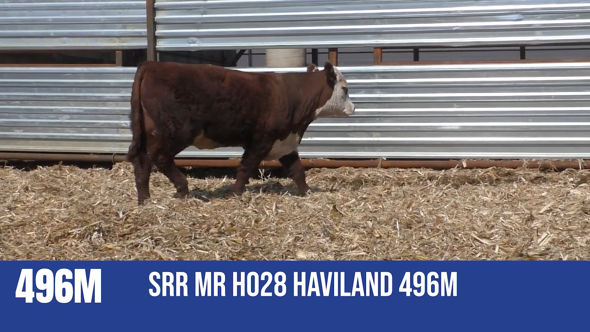 496M  SRR MR H028 HAVILAND 496M