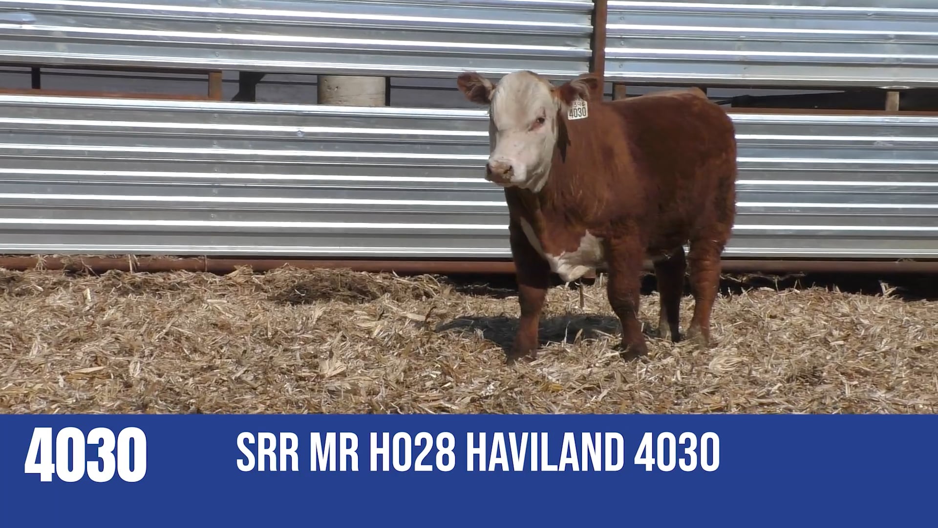 4030M  SRR MR H028 HAVILAND 4030