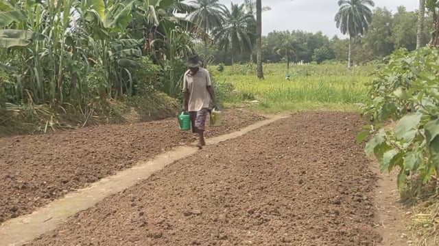 Maraîchage en crise