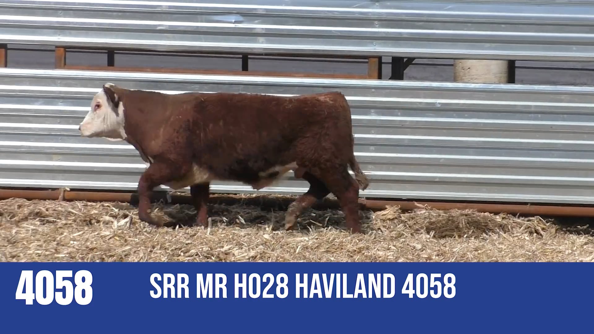 4058  SRR MR H028 HAVILAND 4058