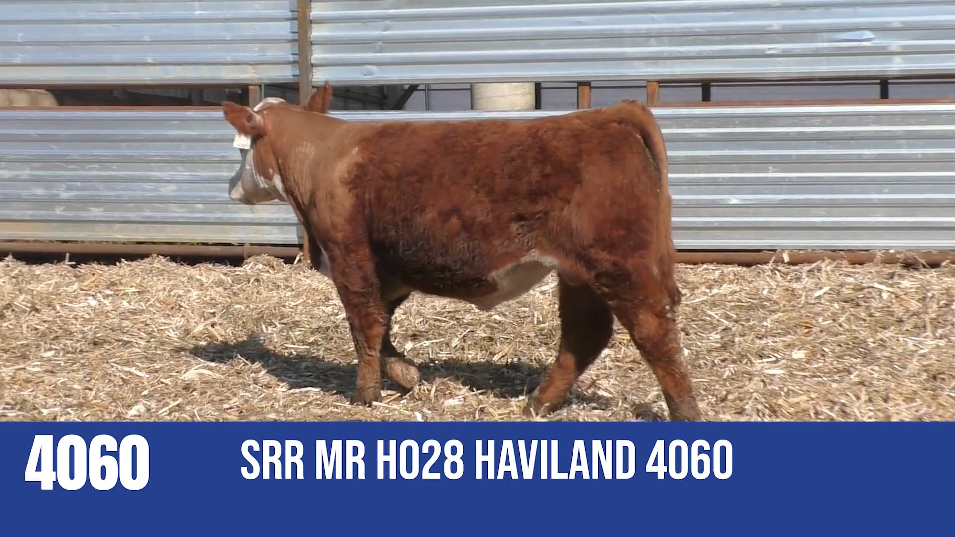 4060  SRR MR H028 HAVILAND 4060