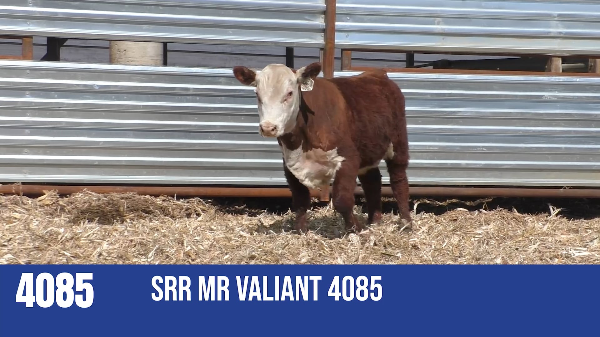 SRR PRODUCTION SALE