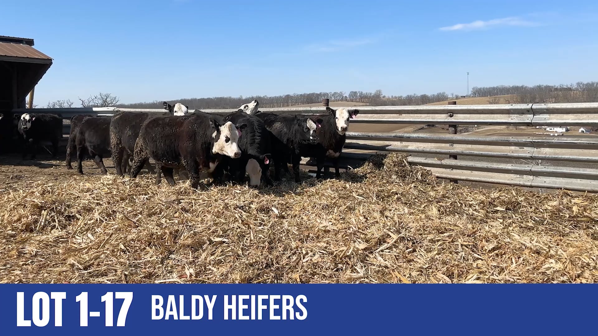 Lot 1-17 Baldy Heifers