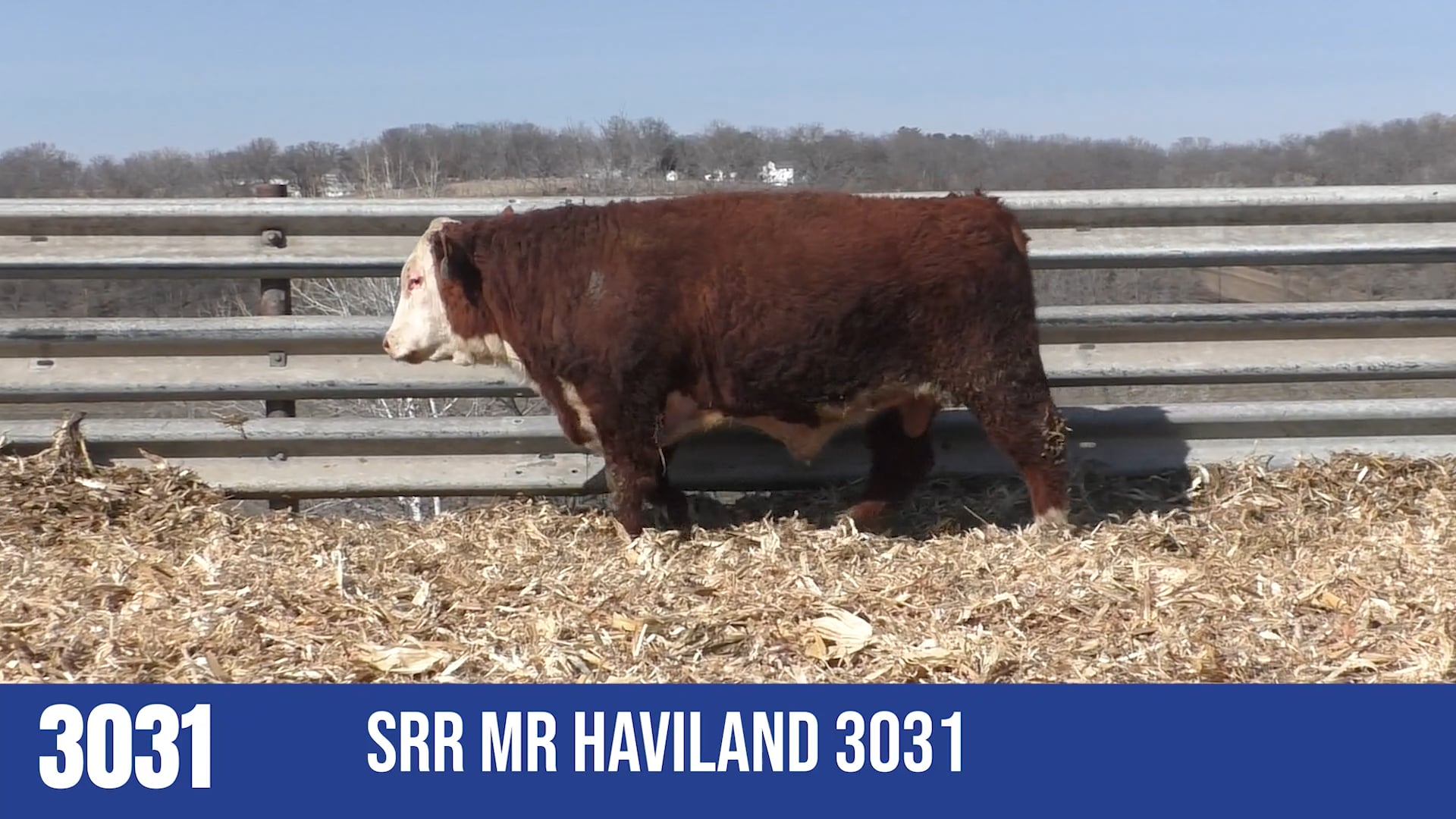 3031  SRR MR HAVILAND 3031