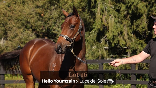 Lot 16