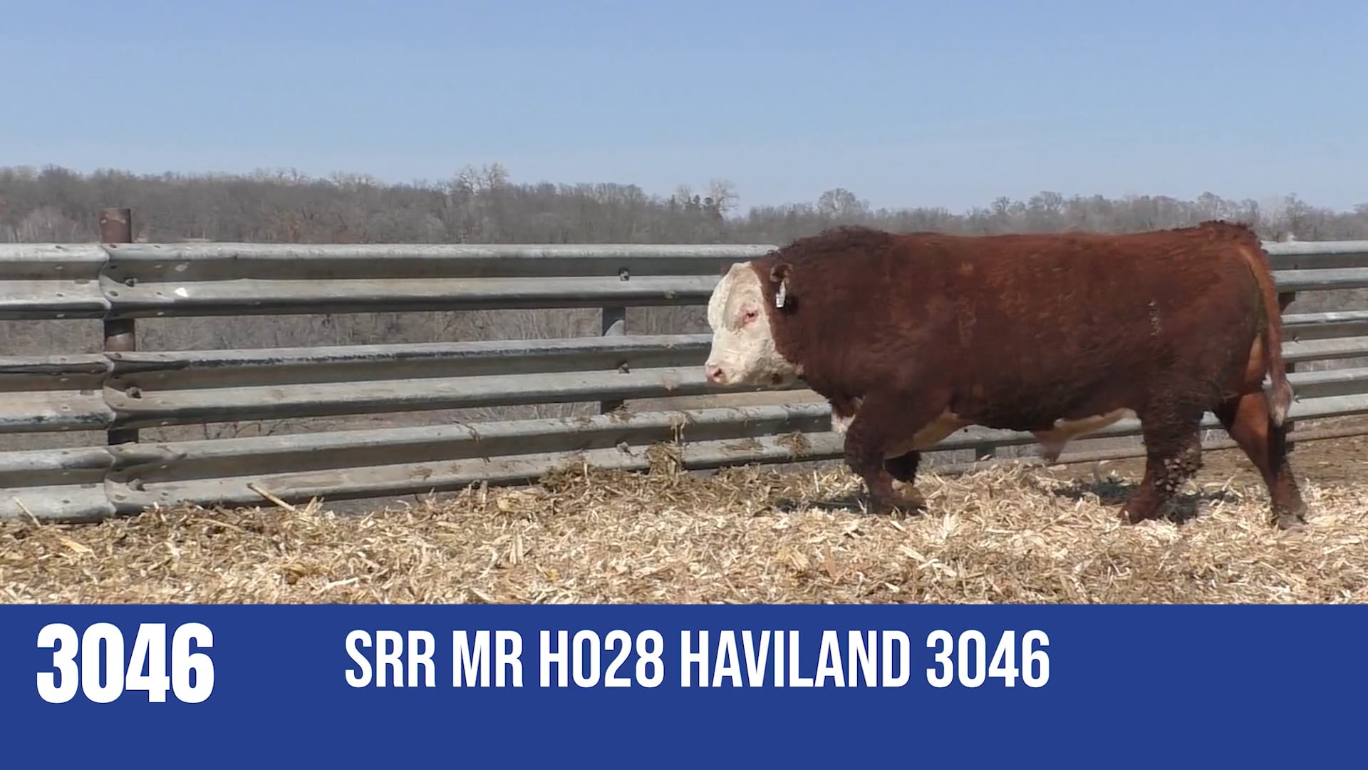 3046 SRR MR H028 HAVILAND 3046