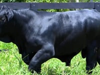 Lote 105