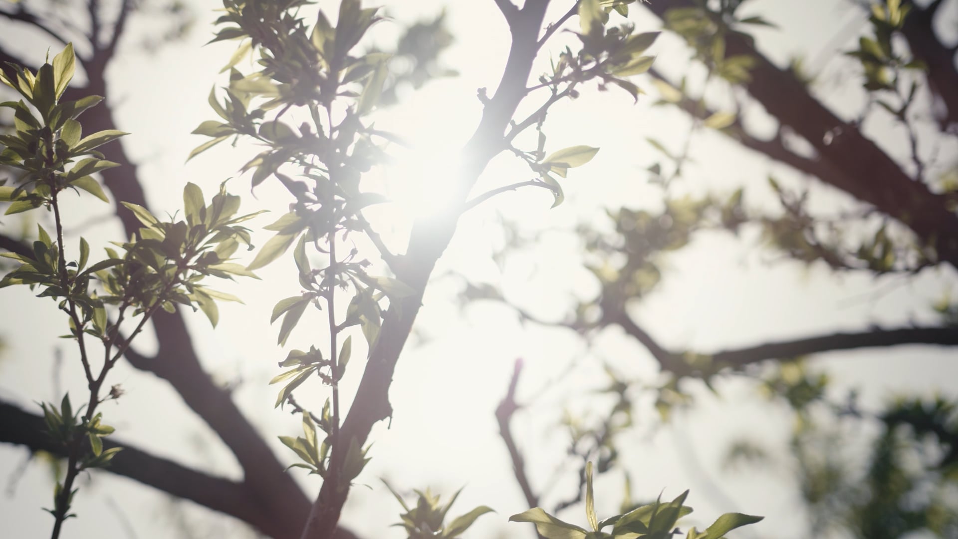 MIBS Lifestyle Video