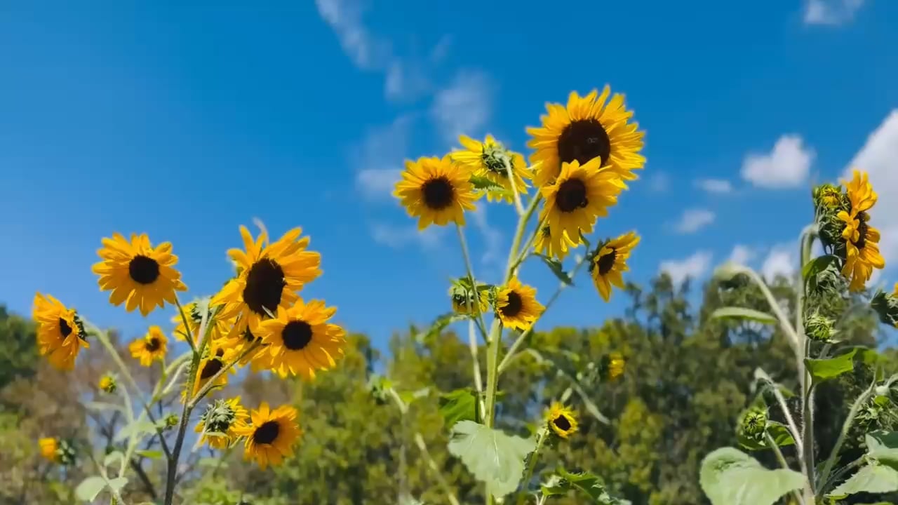 https://i.vimeocdn.com/video/1993829674-821be2972cc380e99b6aaef90164fa260b605ea175eb0bba64ea5f1740fa4ce0-d