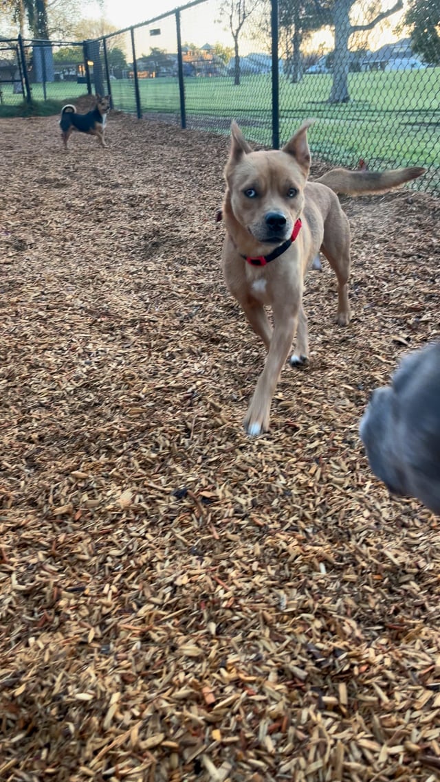 Enlarge COOKIE, a Adoptable mixed breed in San Juan Capistrano, CA video 5/5