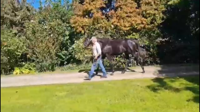 Lot 56