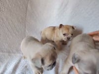 Roxy & Bud French Bulldog Litter | Available in Mar 2025
