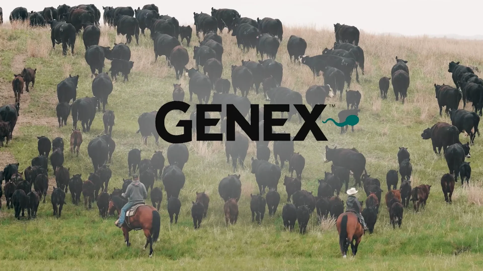 Beef Mommas - GENEX