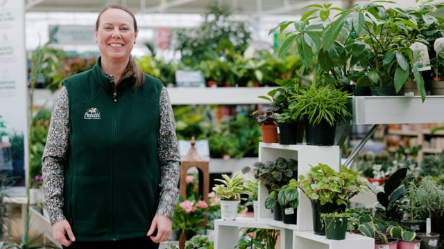 Peperomia Spotlight | How to Grow, Propagate & Care For Baby Rubber Plant