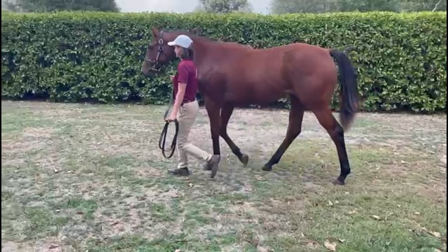 Lot 75
