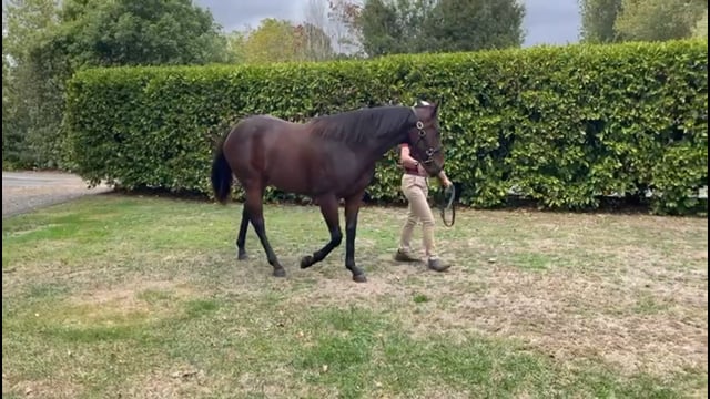 Lot 12