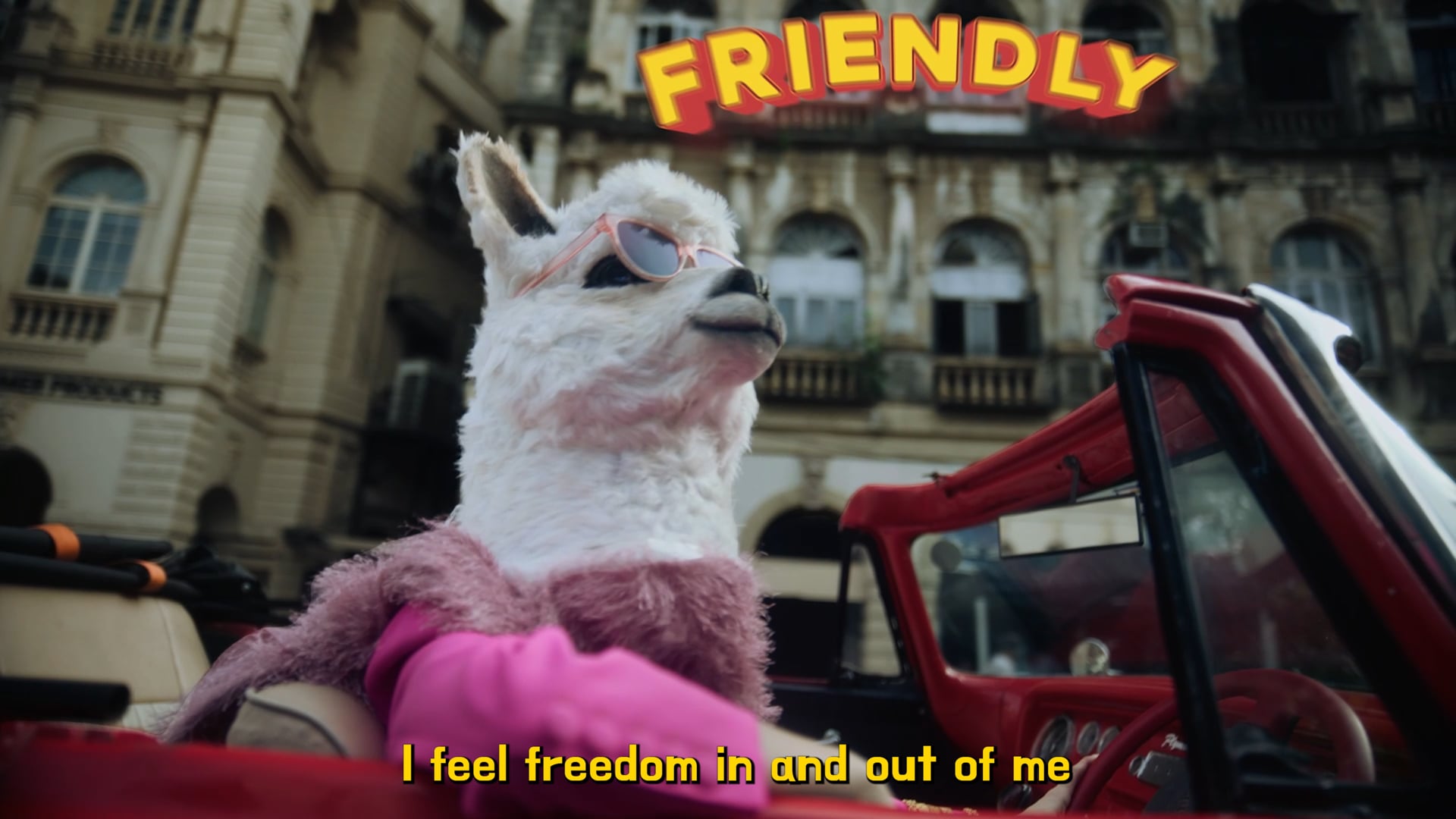 Friendly Alpaca - John Jacob’s Eyewear