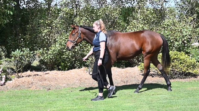 Lot 101