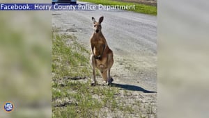 Kangaroos Loose In the Carolinas and Georgia Area