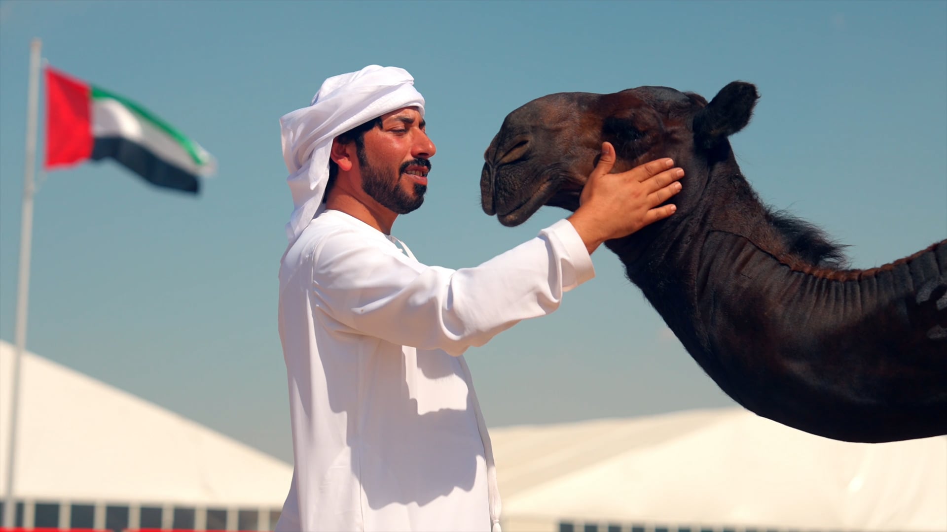 Mozaynet Razin - Razin's Camels contest in Zafra
