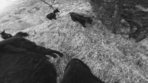 Thumbnail for Mit der Nase am Abgrund