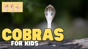 ASL Cobras for Kids