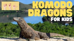 ASL Komodo Dragons for Kids