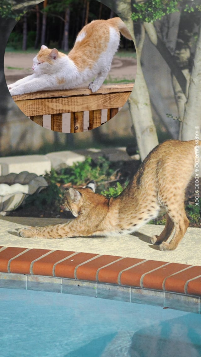 Panthera_Social_MyCatDoesThat_Bobcat_Vertical_20240408