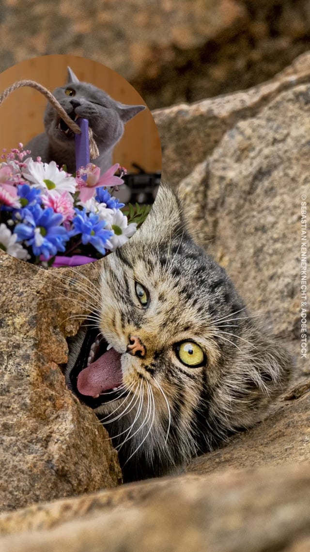 Panthera_Social_MyCatDoesThat_PallasCat_Vertical_20240508