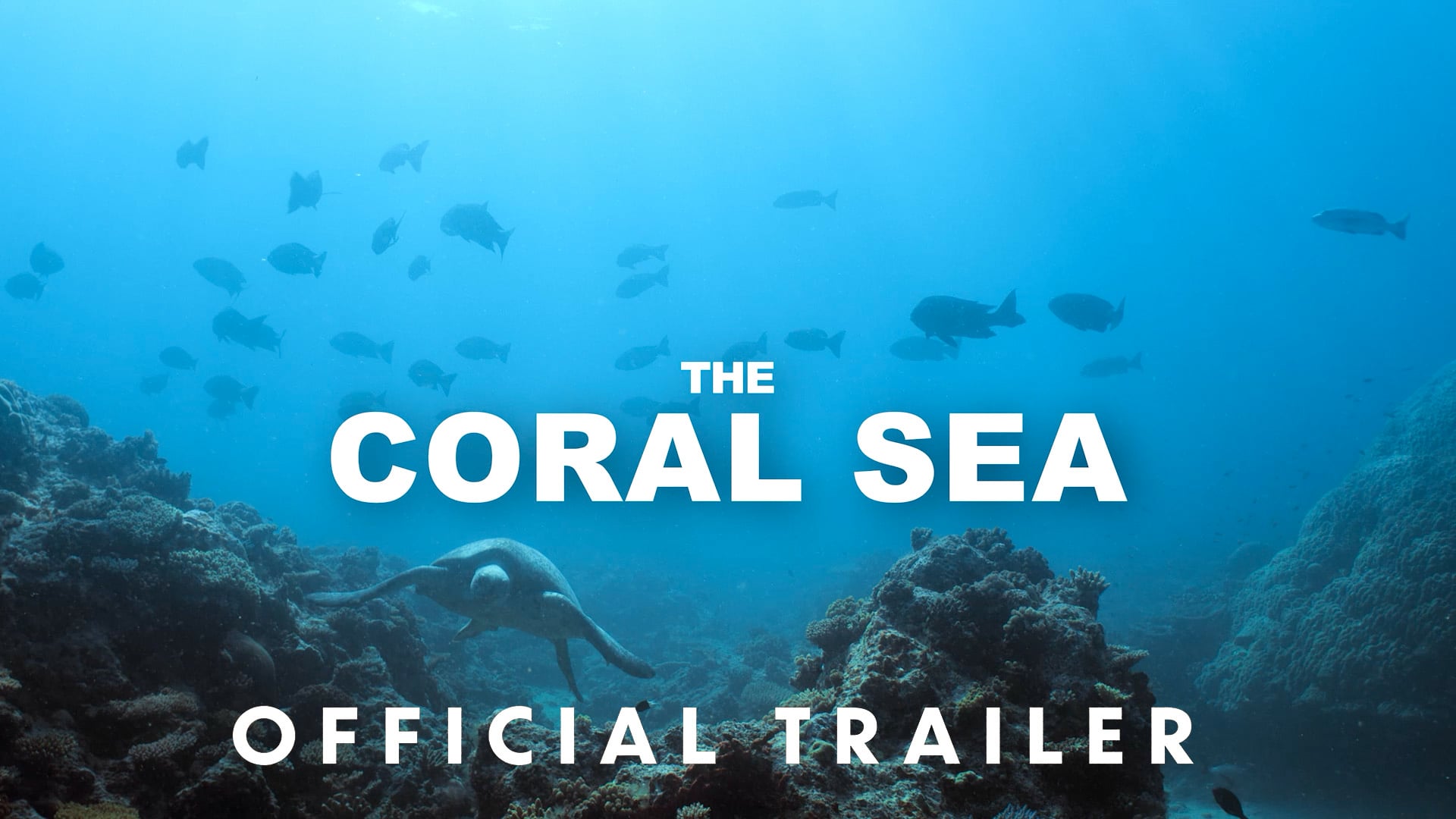 The Coral Sea - Official Trailer [1080]