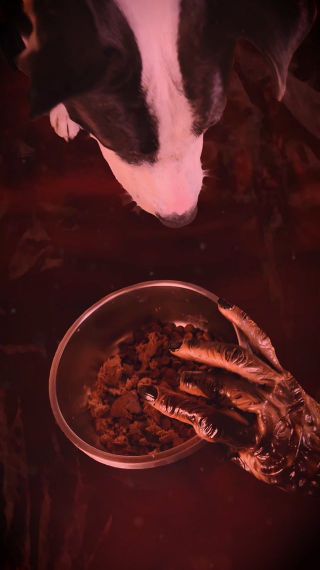 20220613_dustyReels_VecnasDog