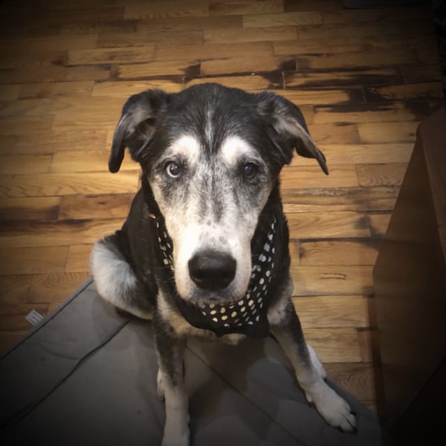 20190306_nicoVids_Nico365
