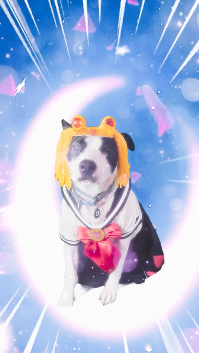 20230806_DustyReels_SailorMoonDoggy