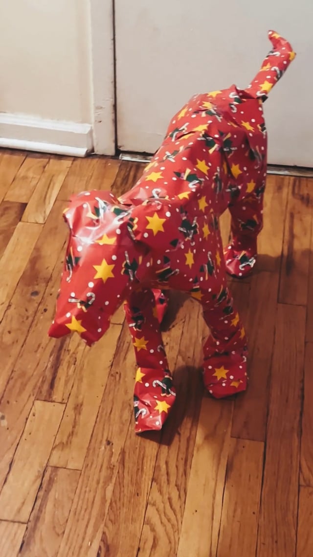 20231225_DustyReels_DogGiftWrappedNotAPs5