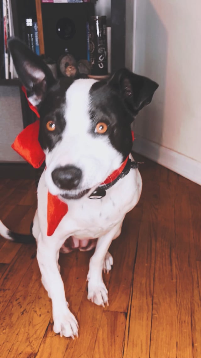 20230517_DustyReels_TinyDogs
