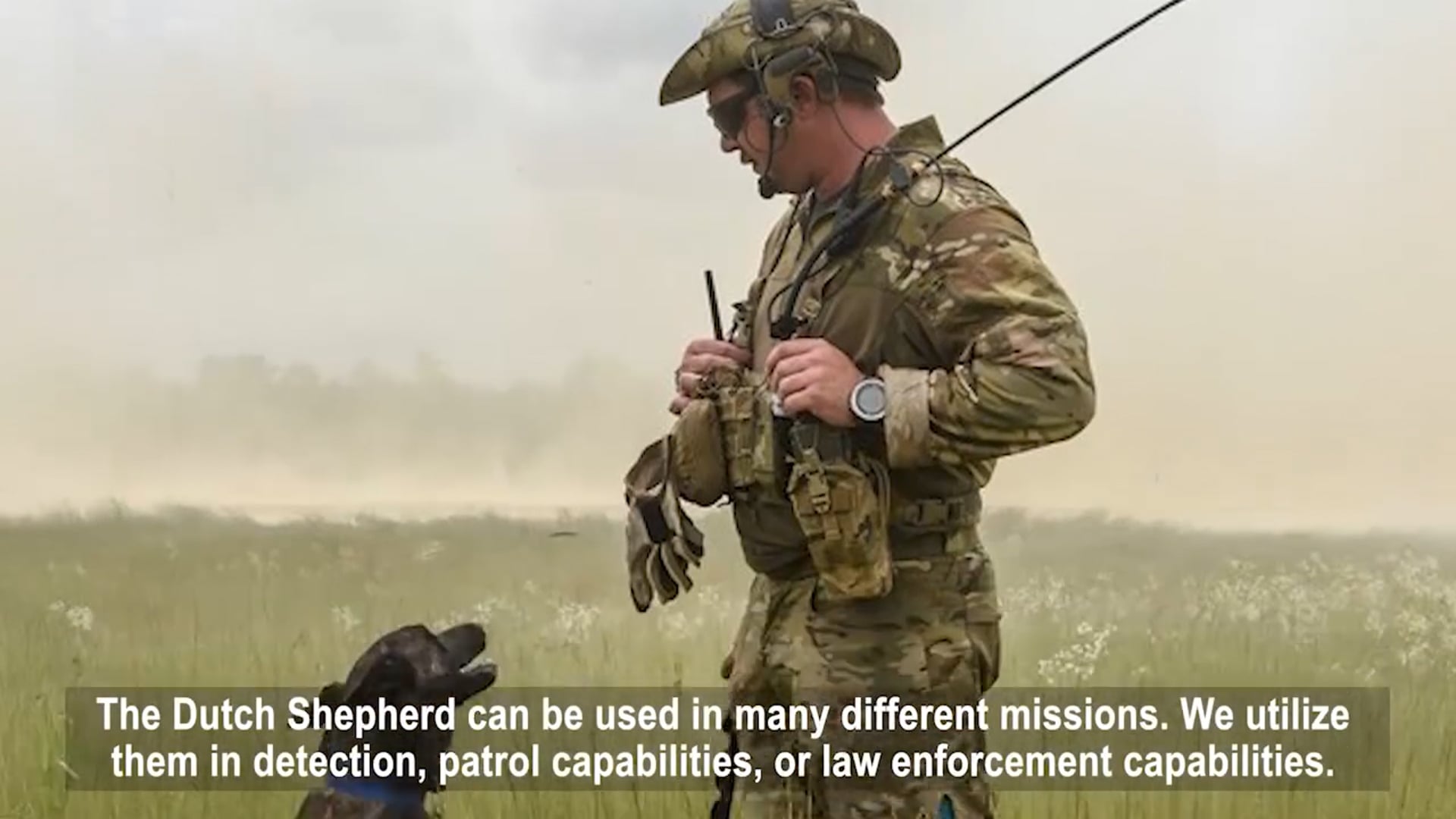 Military Working Dogs Dutch Shepherd