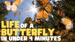 Life of a Butterfly in Under 4 Minutes