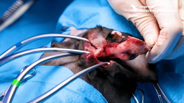 Total ear canal ablation (TECA)