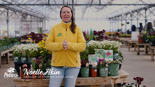 Plant Spring Ephemeral Perennials for Early Season Blooms