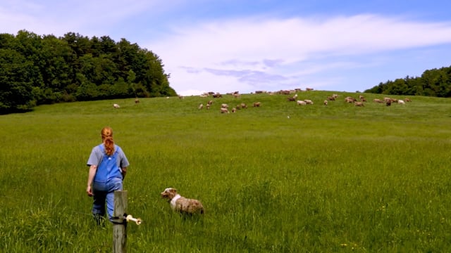 Sustainability in our Grass-based Farming