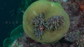 0403_pink anemonefish