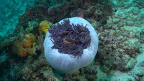 0421_pink skunk anemonefish