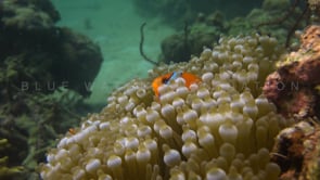 0774_orange anemonefish hiding in anemone