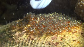 0456_anemonefish eggs
