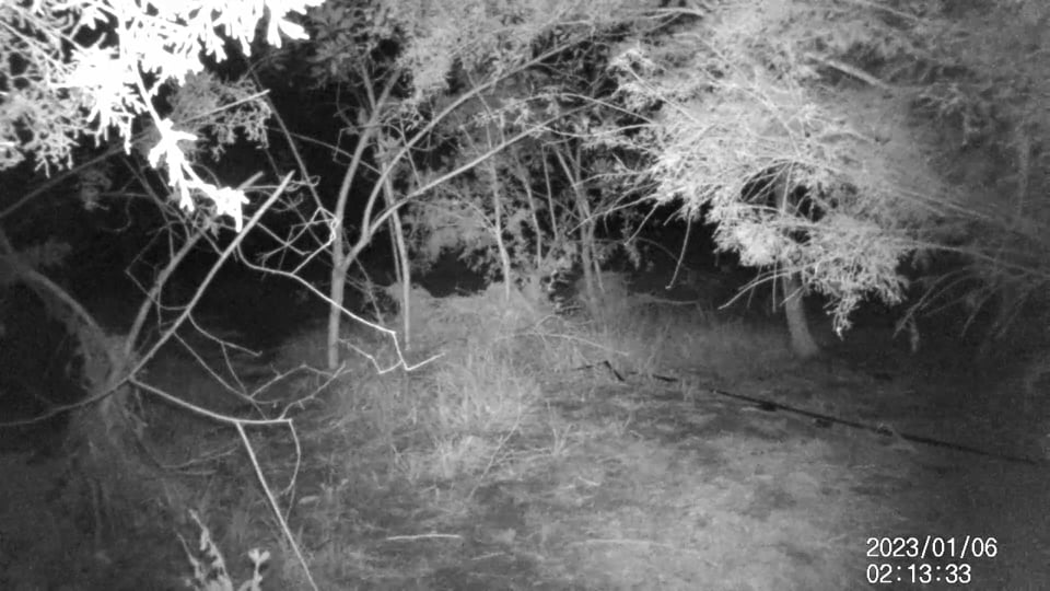 Cámaras de Trampeo: Herramientas Clave para la Documentación de la Fauna