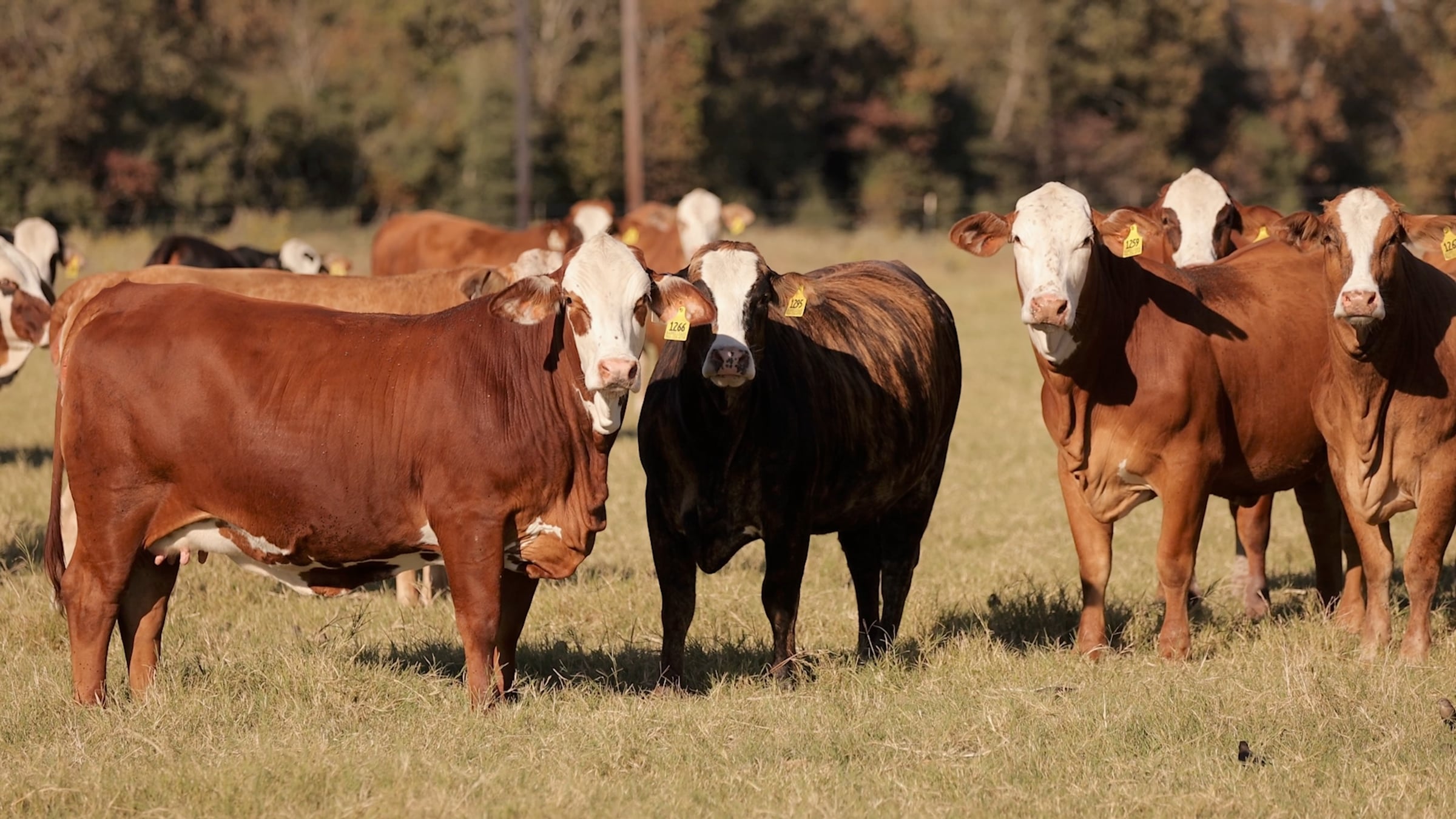 Trans Ova | F1 Replacement Heifer Program | Videos & Movies on Vimeo