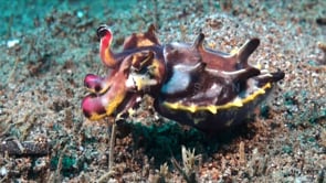 0555_flamboyant cuttlefish changing color